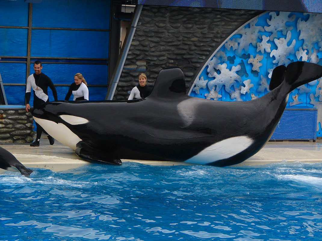 orque-tilikum