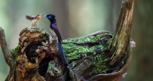 une-oiseau-bebe