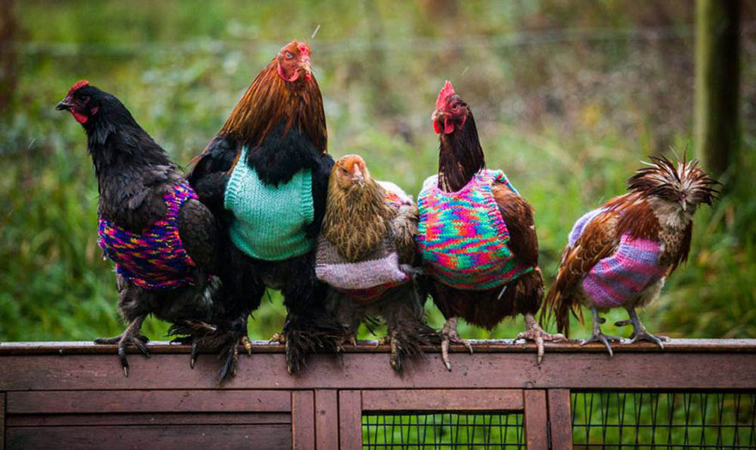 01-tricotpourpoulet