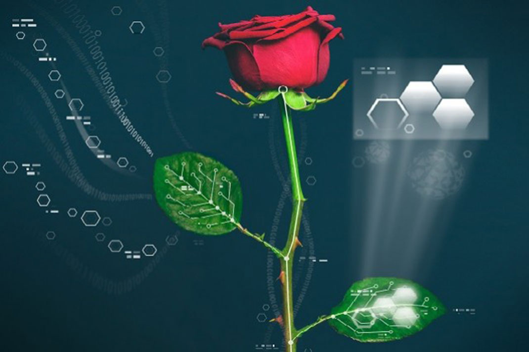 02-rosecyborg-LinköpingUniversity