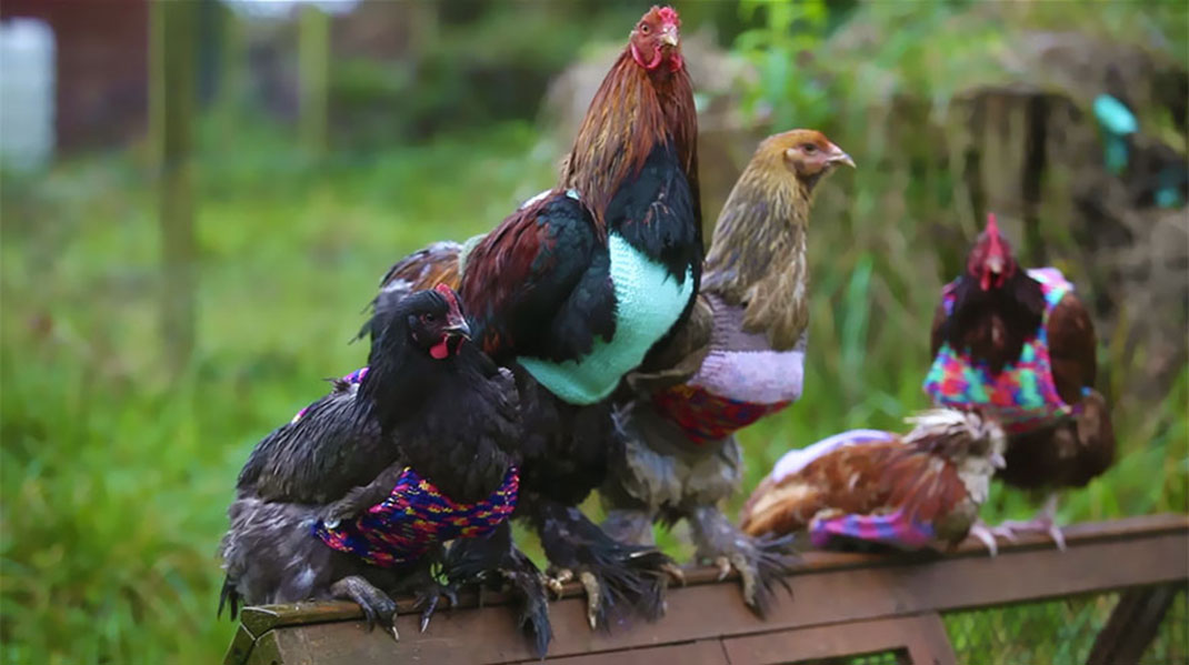 03-tricotpourpoulet