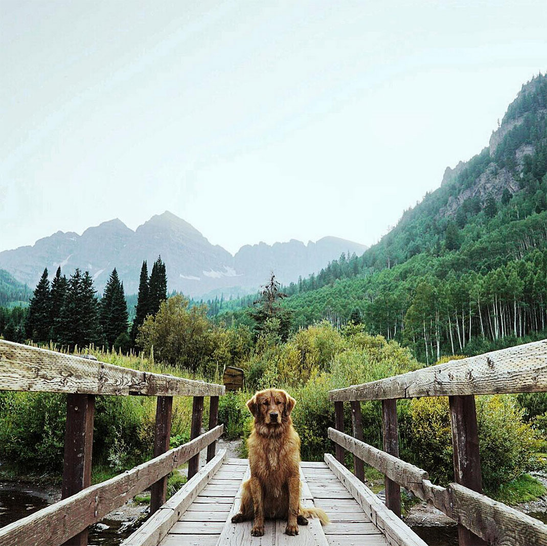 10-chienvadrouille-hunter_lawrence