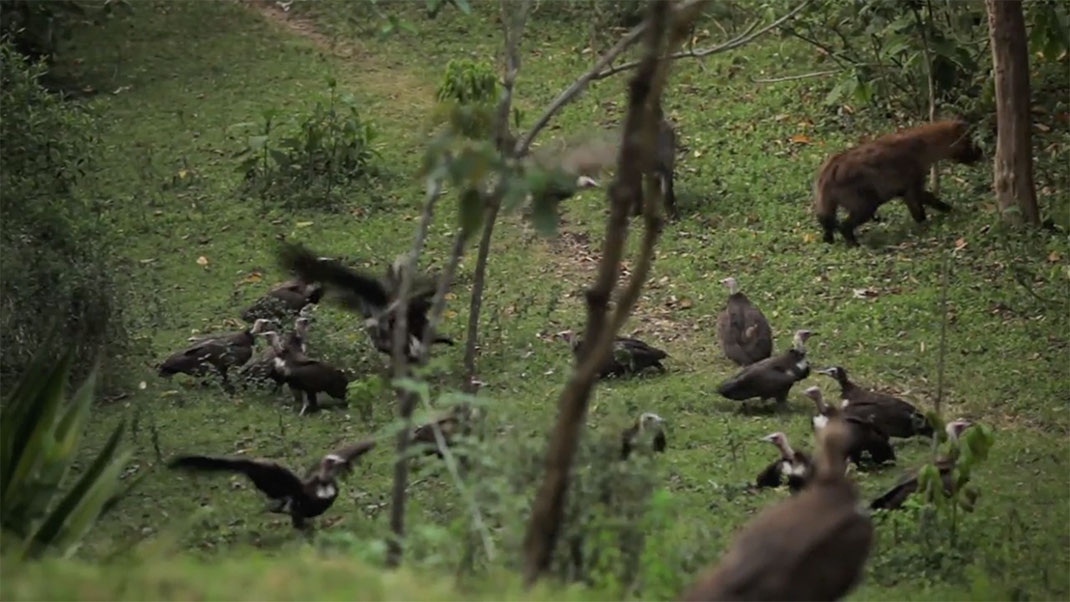 15-ethiopie-video
