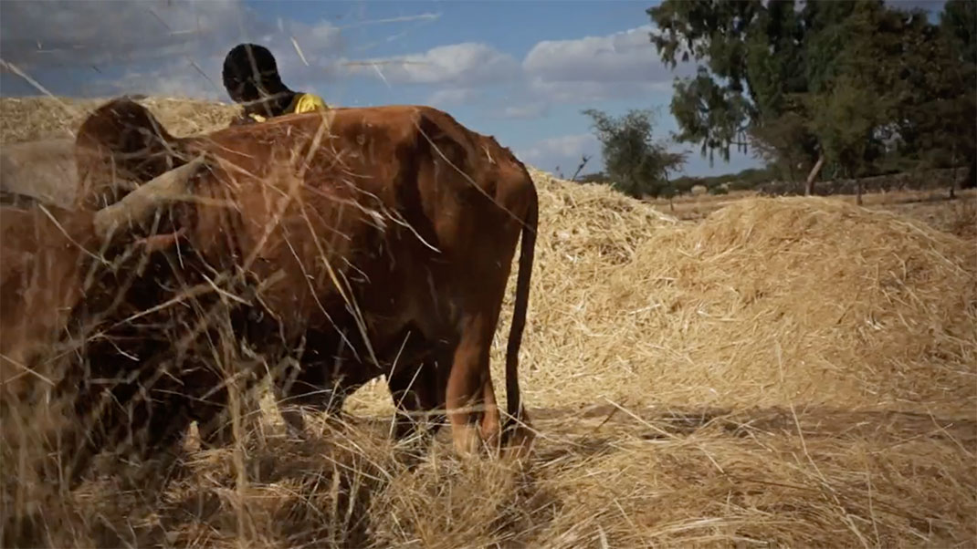 19-ethiopie-video