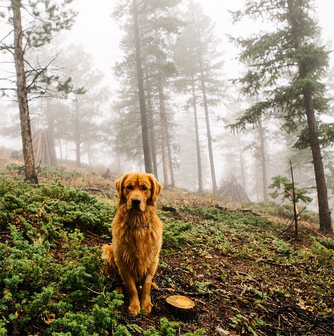35-chienvadrouille-hunter_lawrence