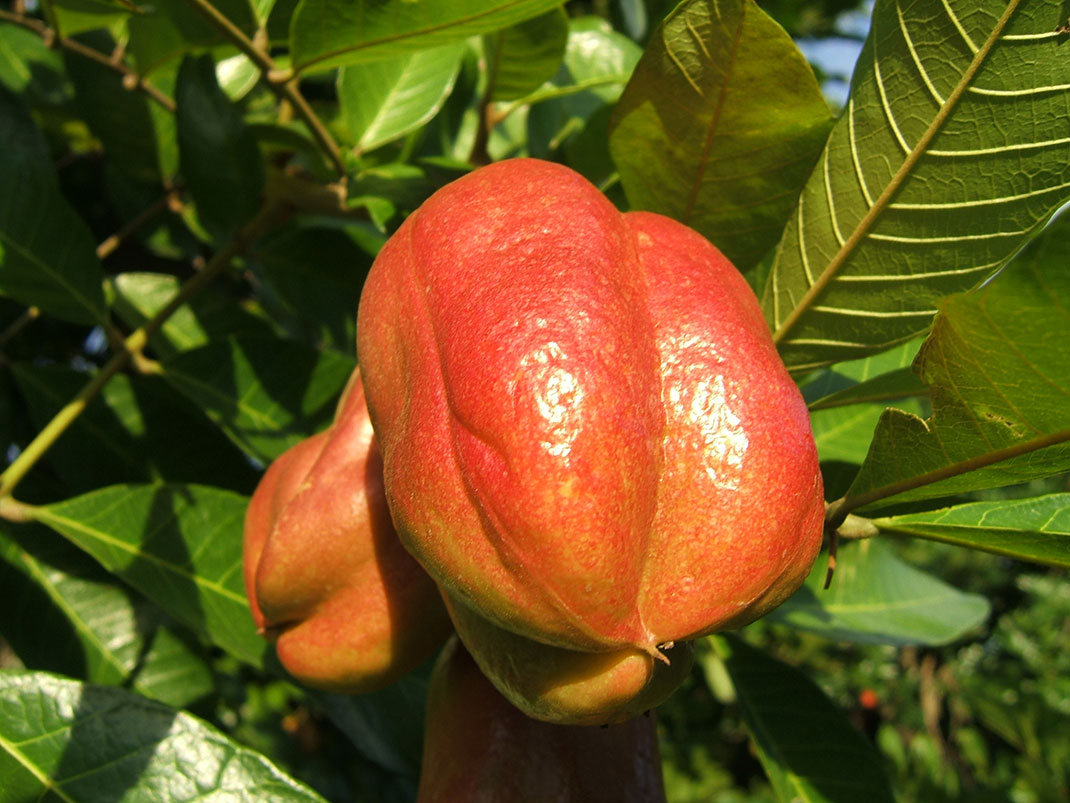 Ackee-1