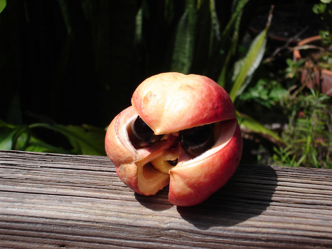 Ackee-2