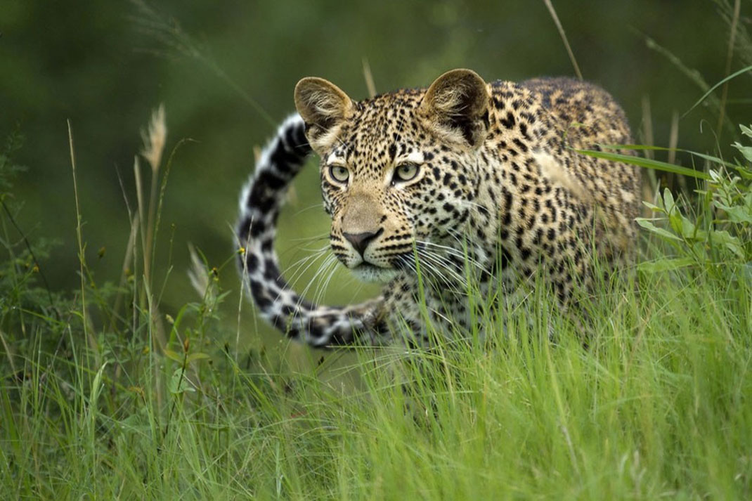 Africa-photographer-1