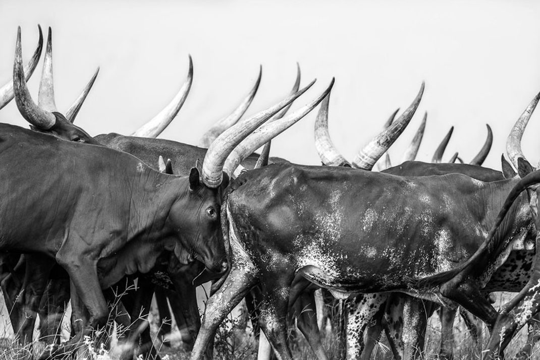 Africa-photographer-15