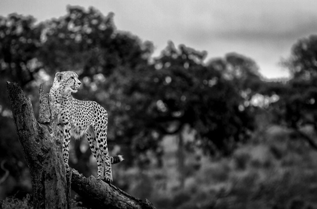Africa-photographer-6