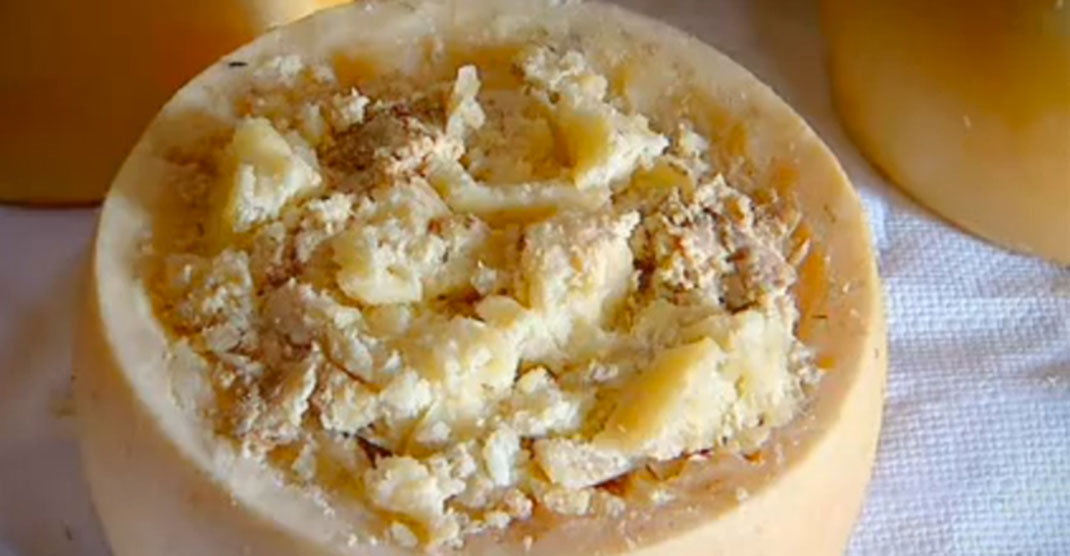 Casu-Marzu-2