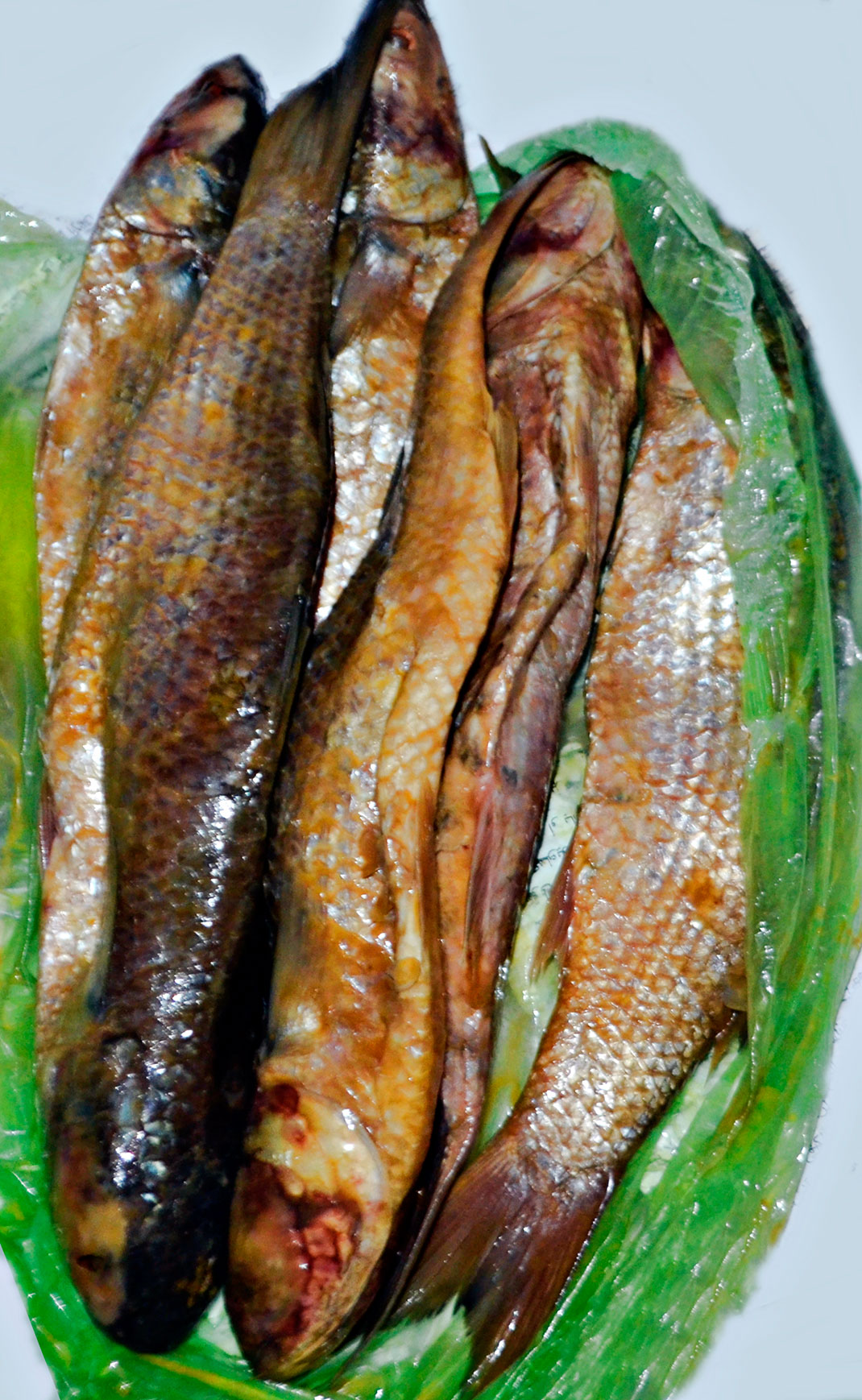 Fesikh-1