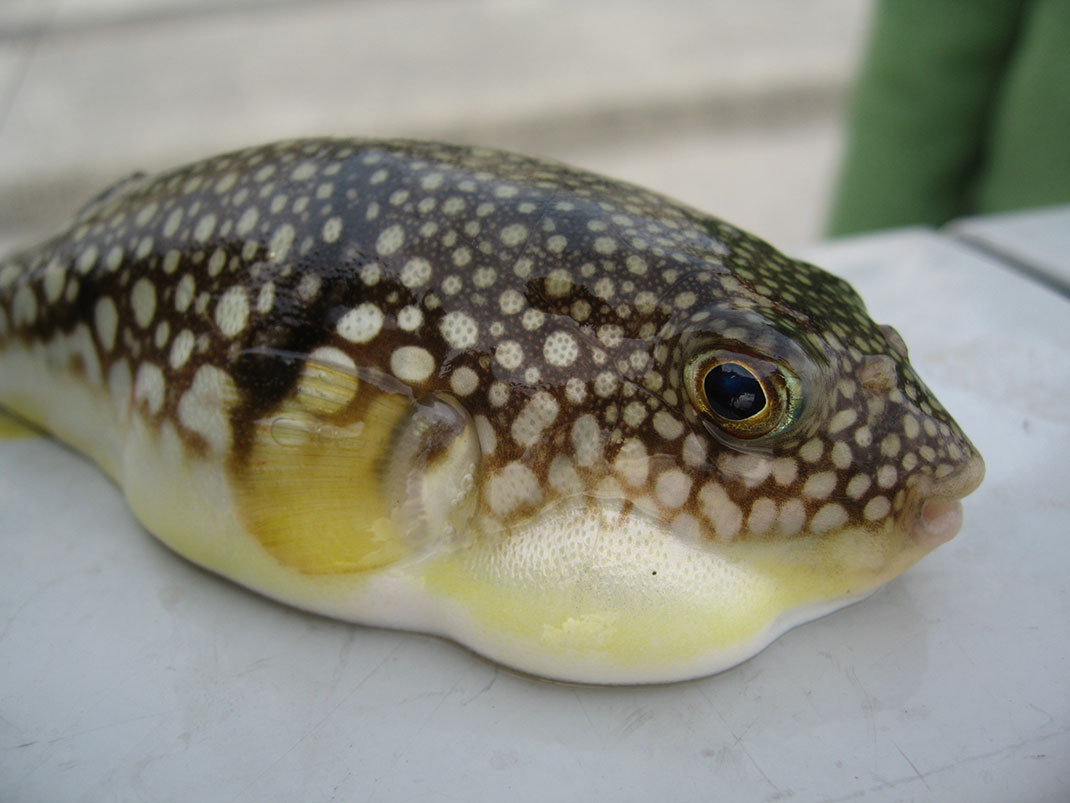 Fugu-1