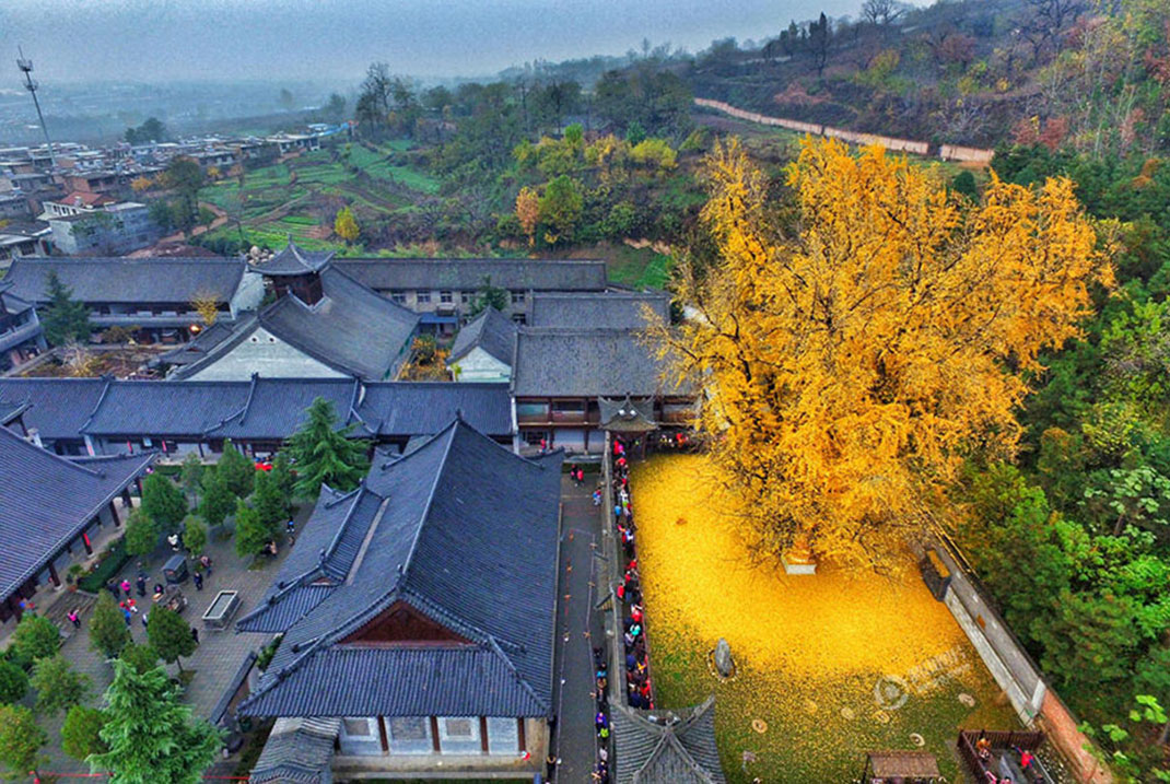Ginkgo-1