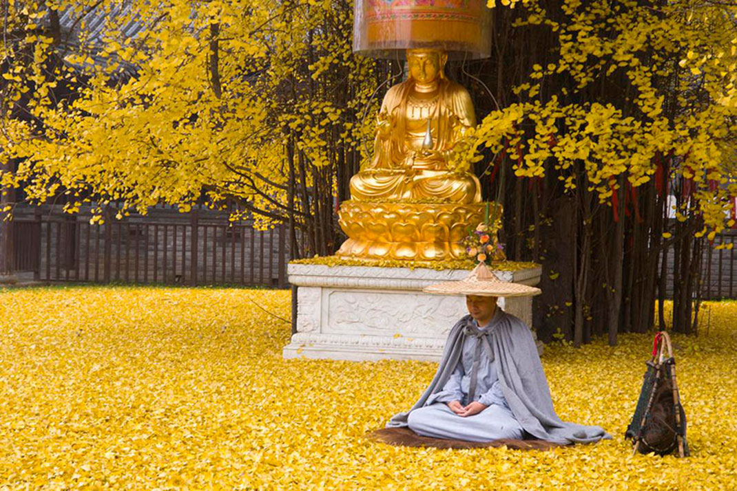 Ginkgo-3