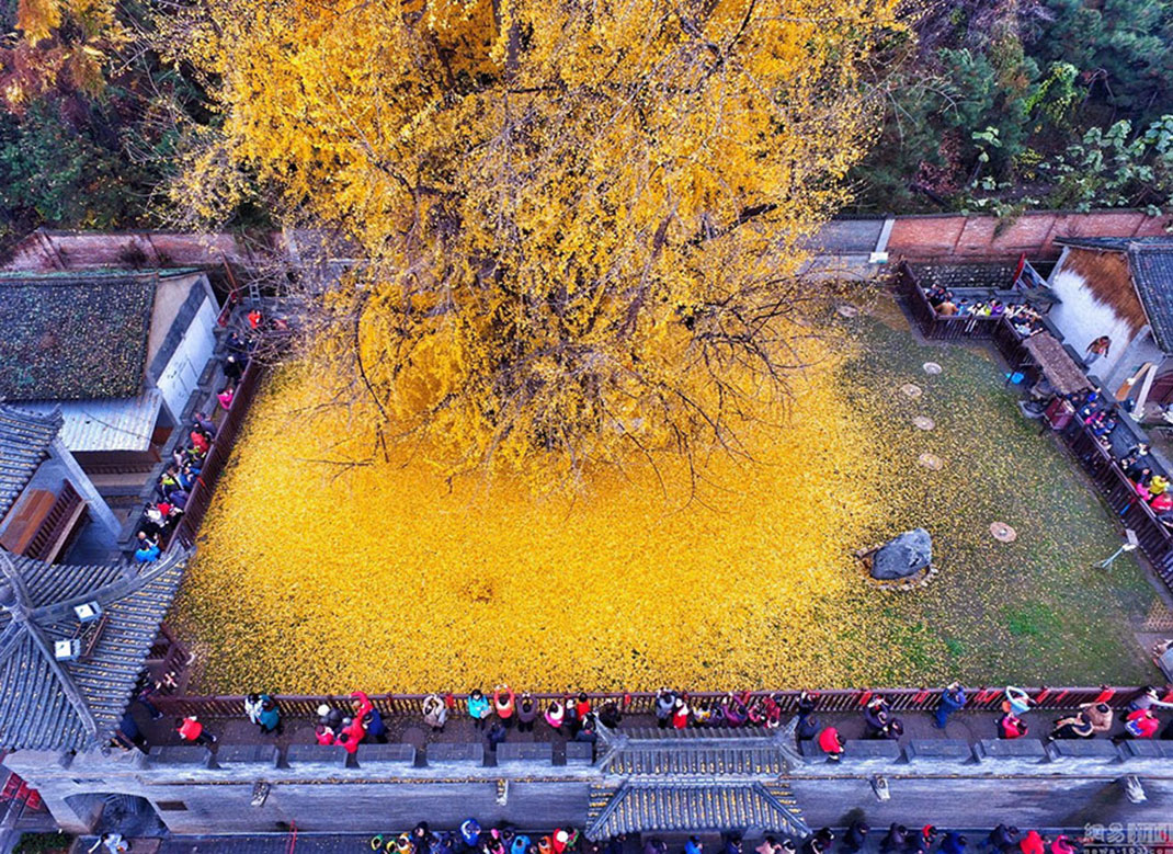 Ginkgo-4