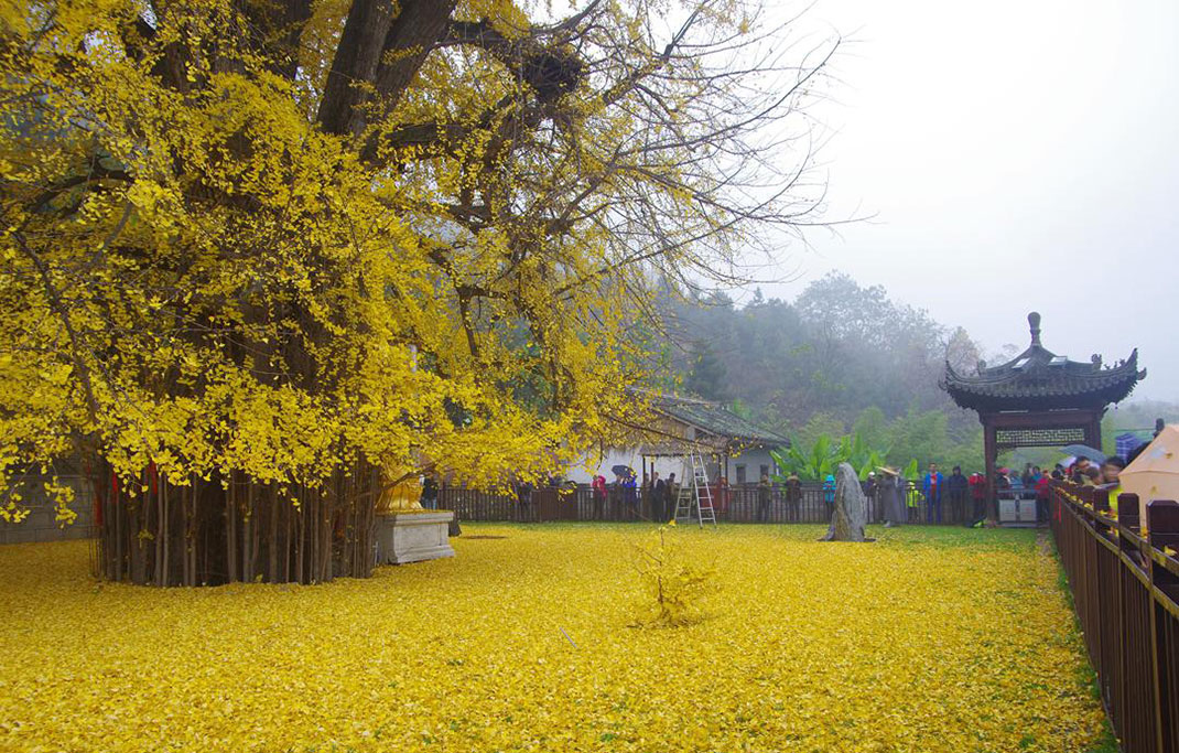 Ginkgo-6