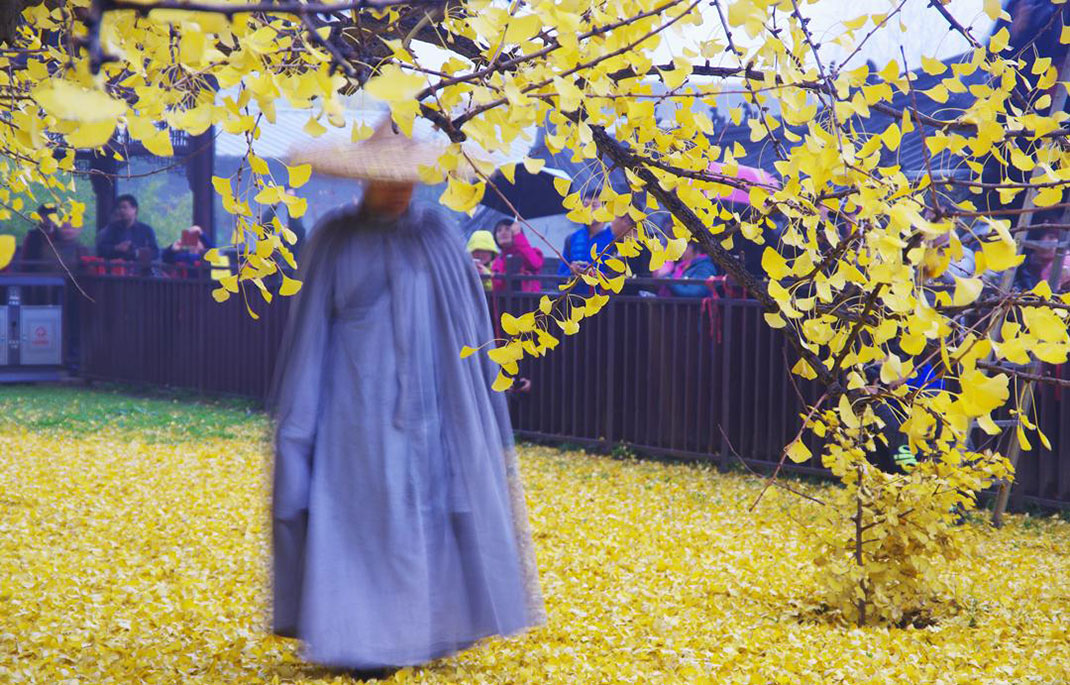 Ginkgo-8