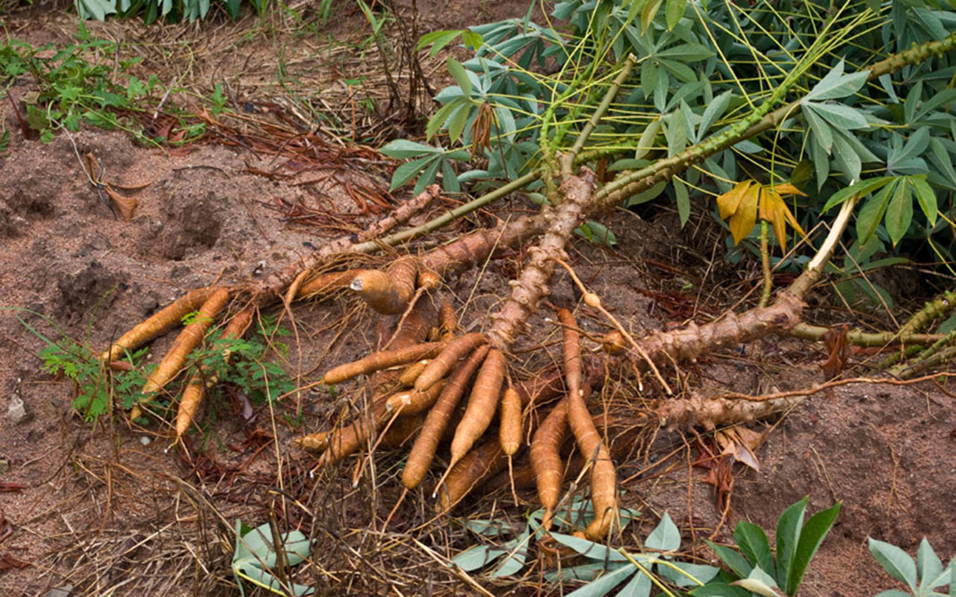 Manioc-1