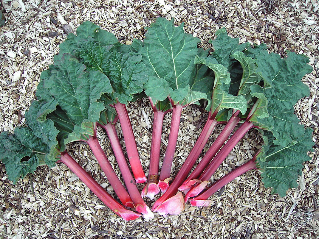 Rhubarbe-1