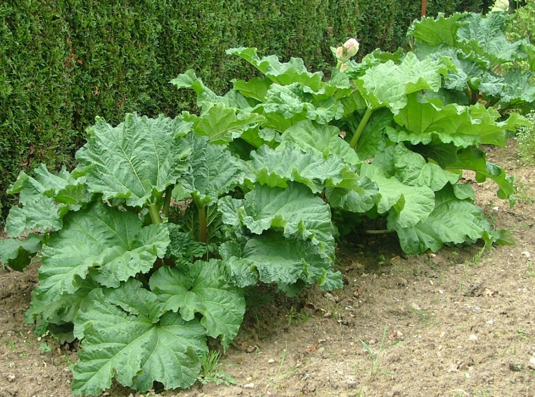 Rhubarbe-2