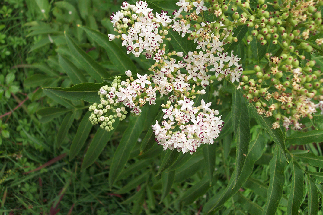 Sureau-1