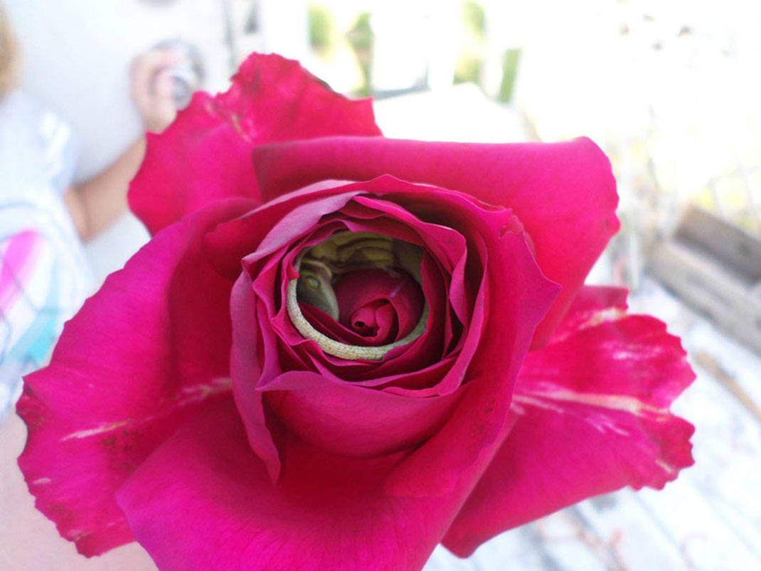 lezardendormirose-Cmycherrytree