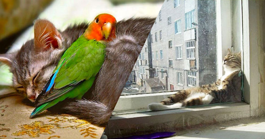 une-animaux-chaleur