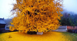 une-arbre-chine