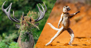 une-cerf-lemurien