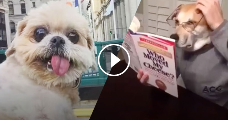 une-chien