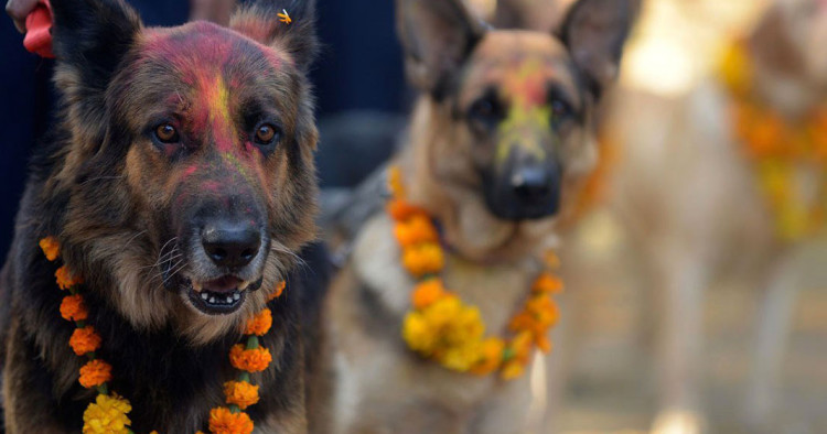 une-chien-nepal1-750x394
