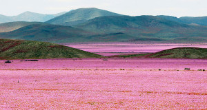 une-desertchili1