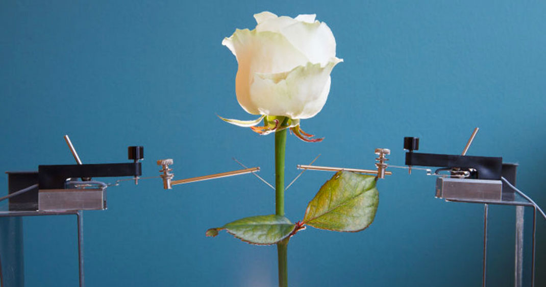 une-fleurcyborg