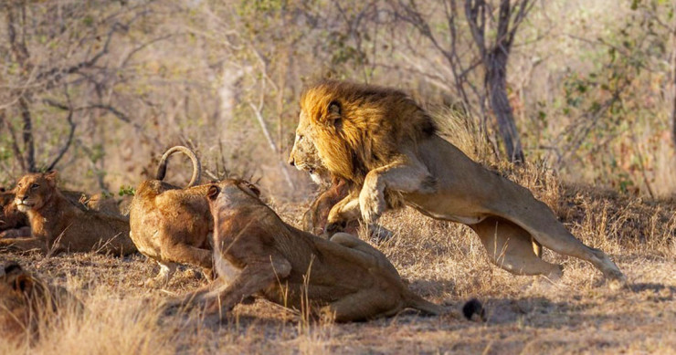 une-lion-lionnes