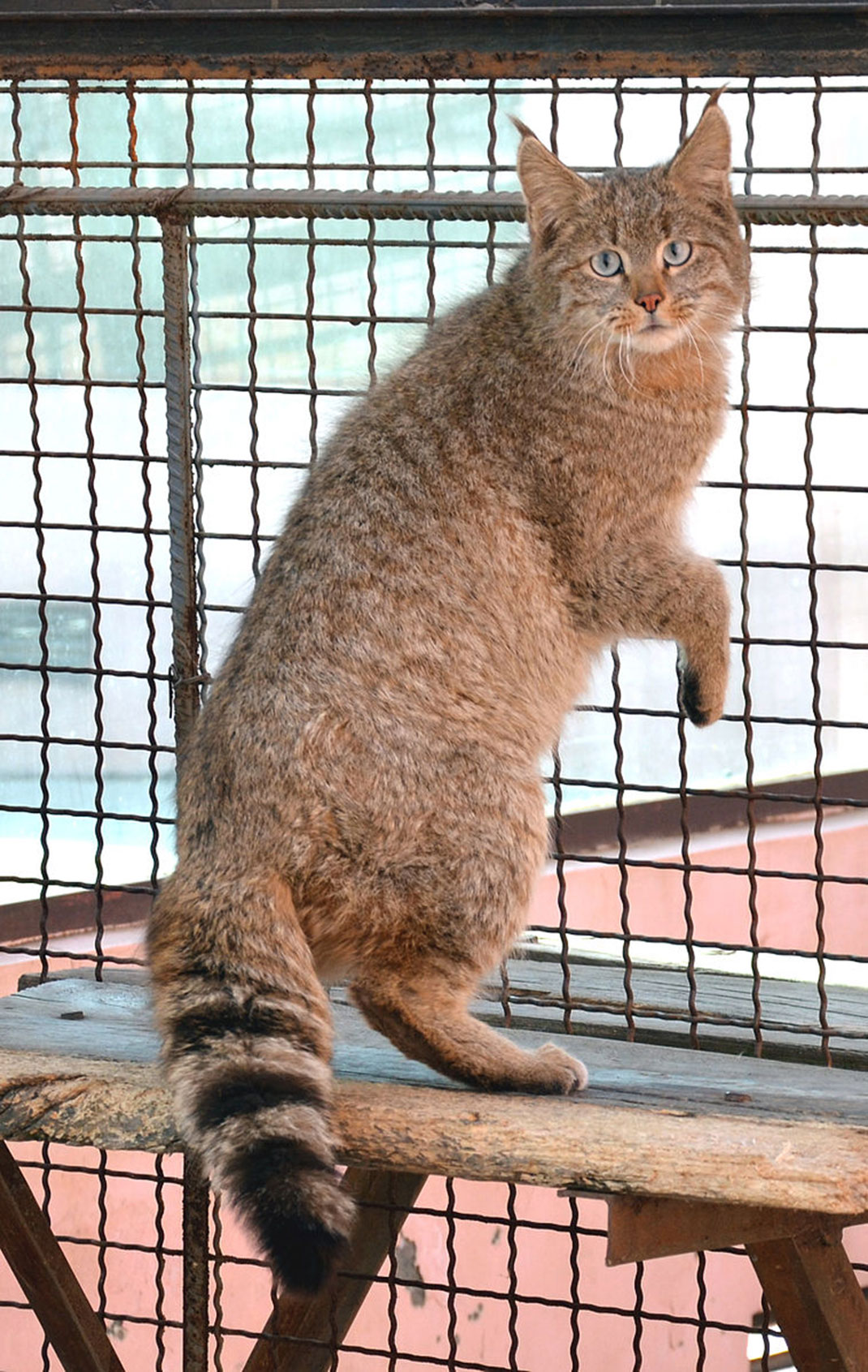 01-chat-kiwi