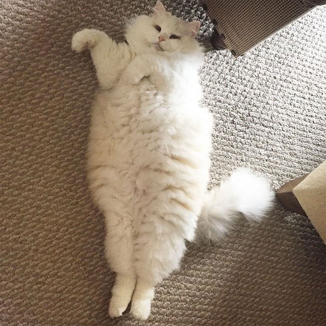 03-chatfluffy