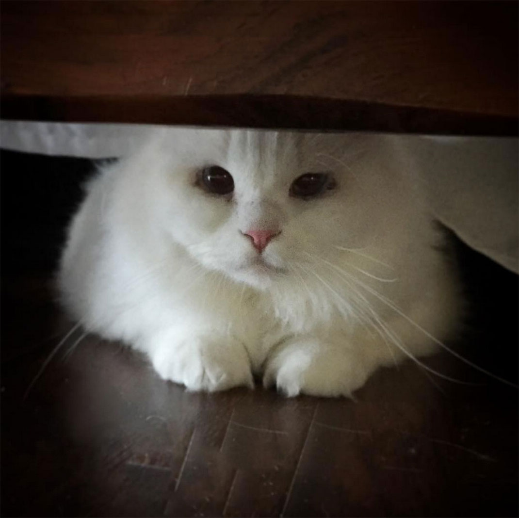 04-chatfluffy