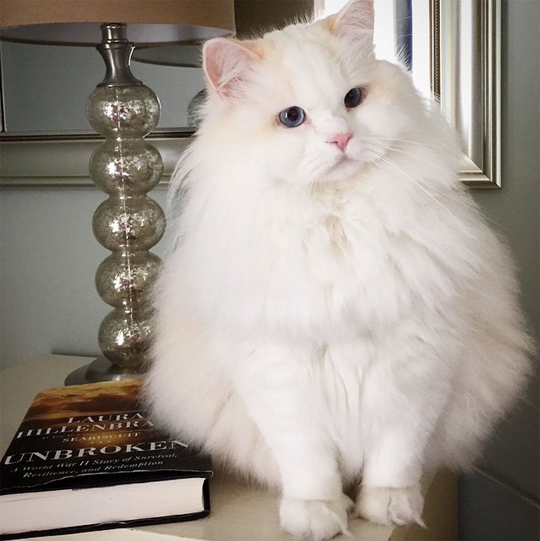 07-chatfluffy