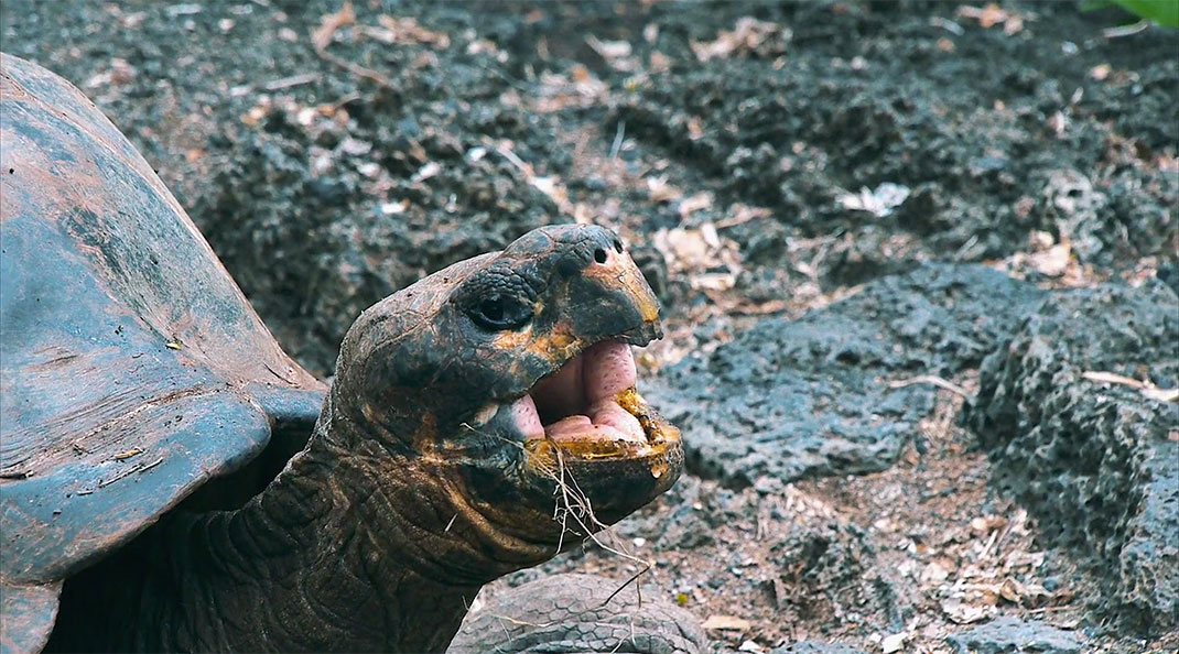 10-galapagos-TomPinsard