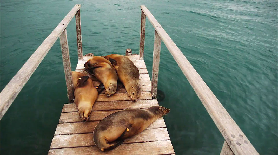 11-galapagos-TomPinsard