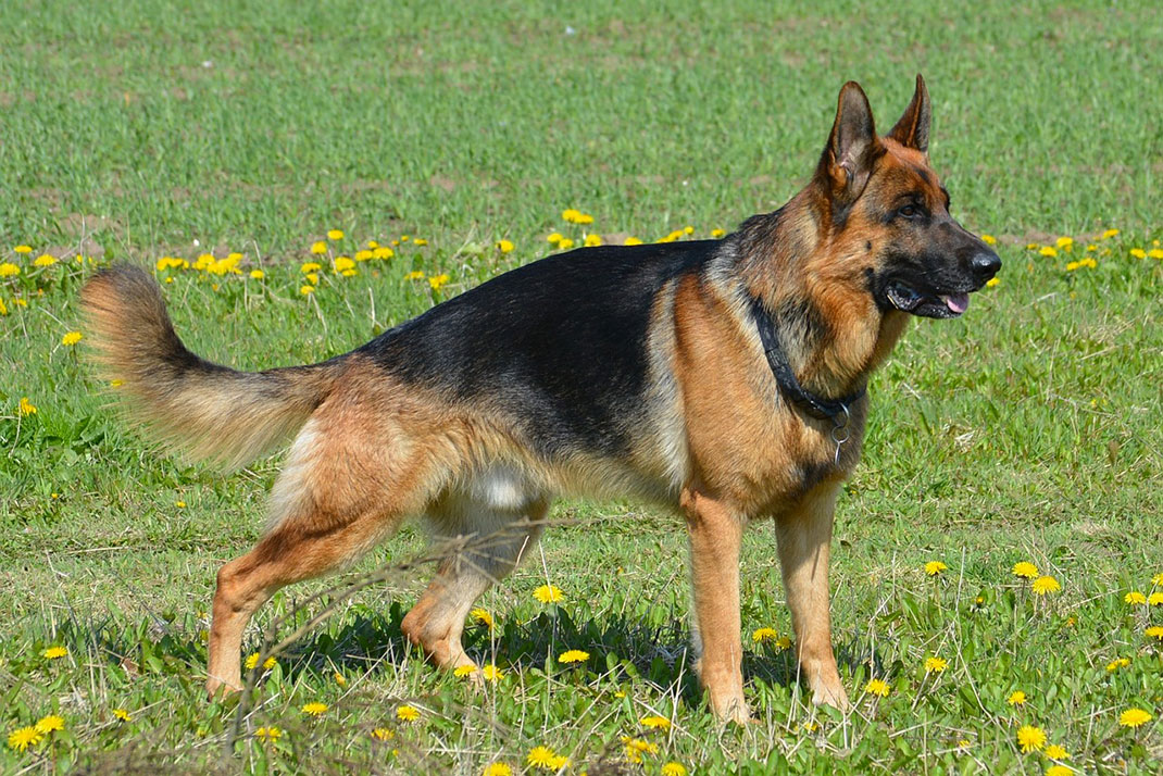 12-berger-allemand
