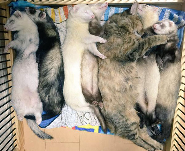 12-chaton-furet-famille