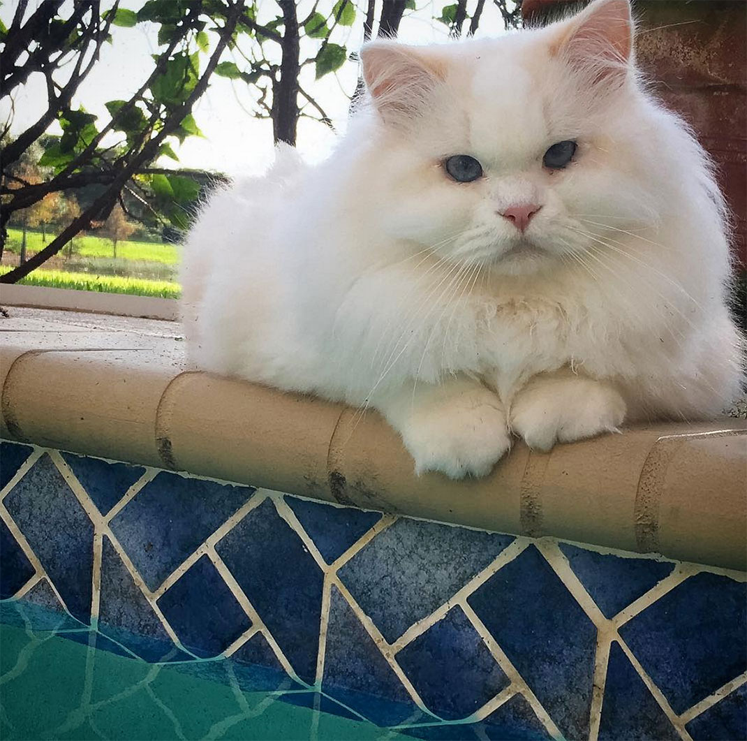 13-chatfluffy