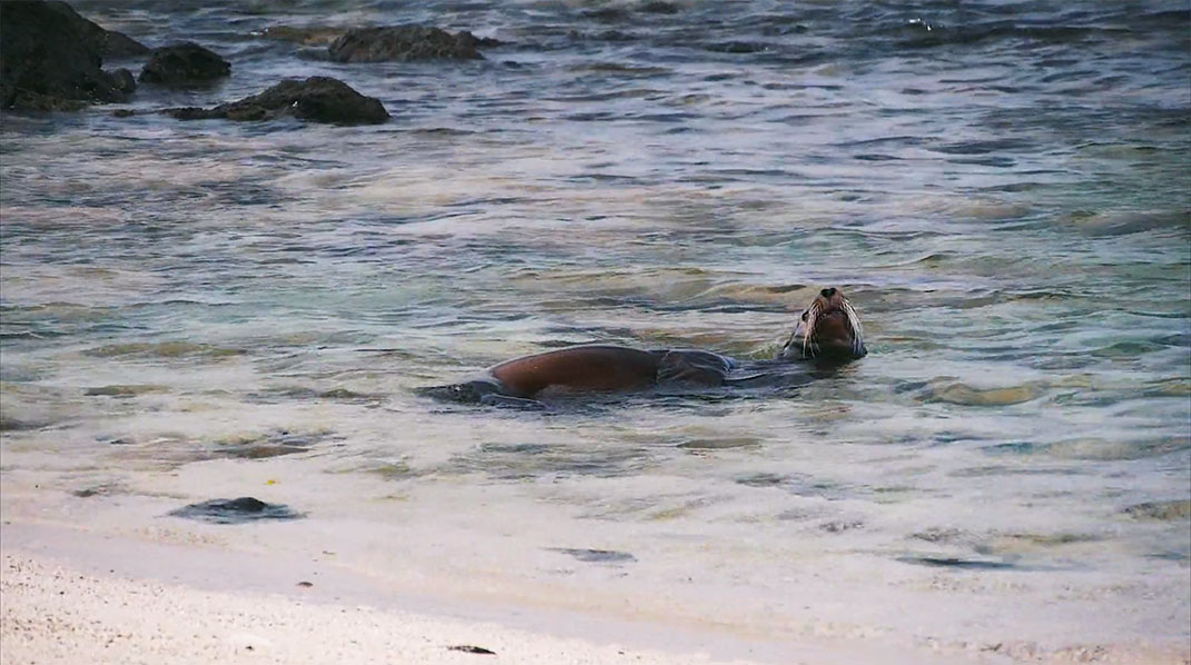 13-galapagos-TomPinsard