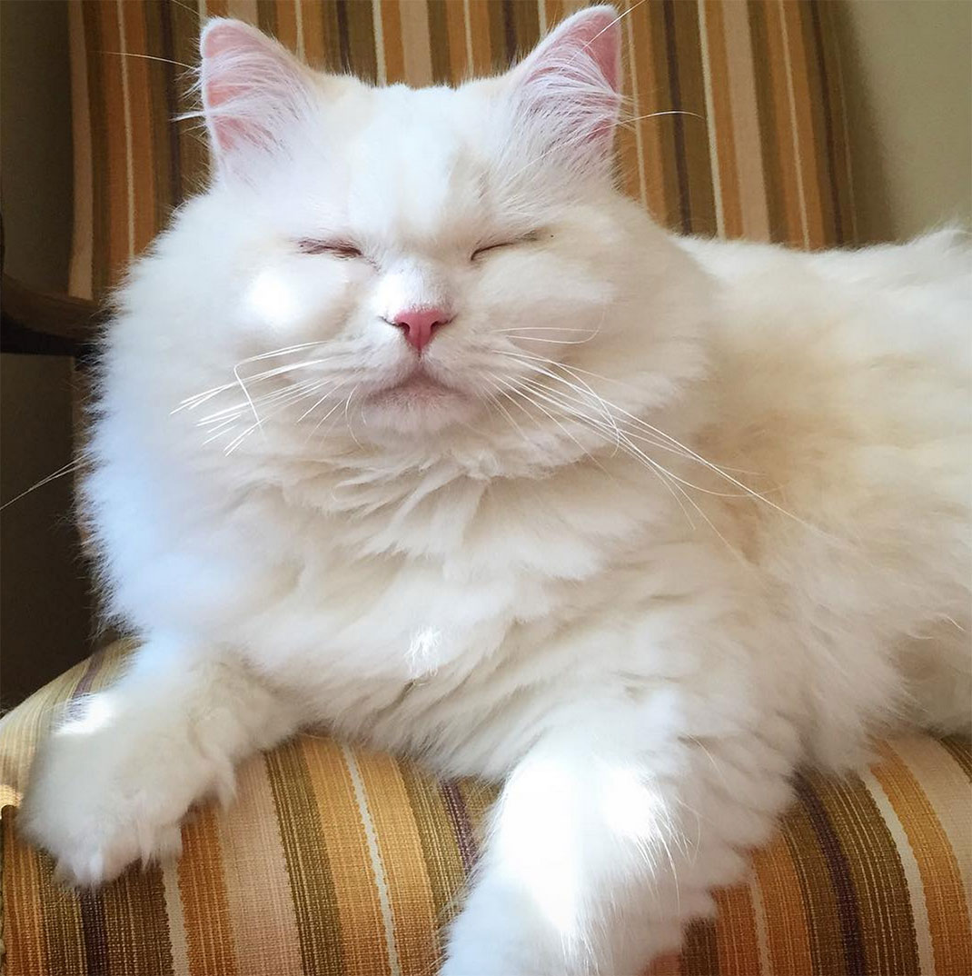 15-chatfluffy