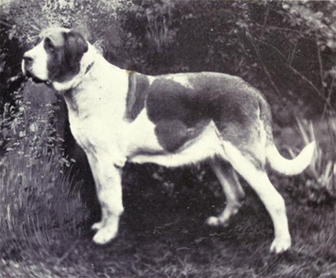 15-saint-bernard