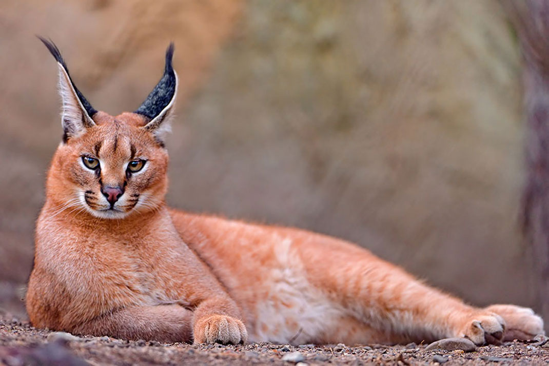 16-chat-TambakotheJaguar