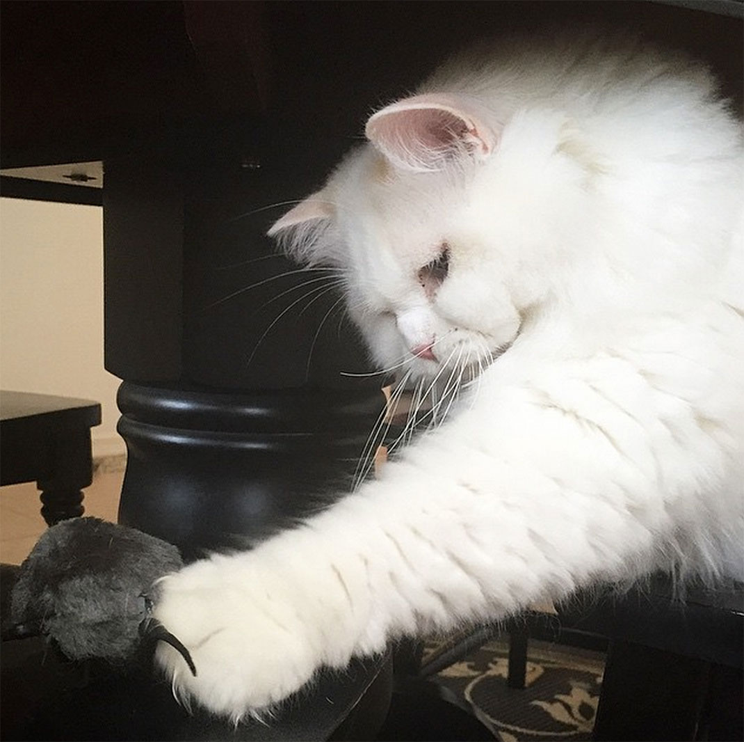 16-chatfluffy
