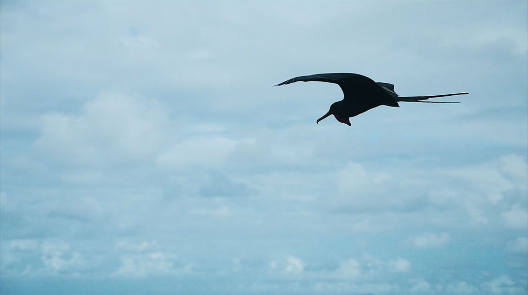 16-galapagos-TomPinsard